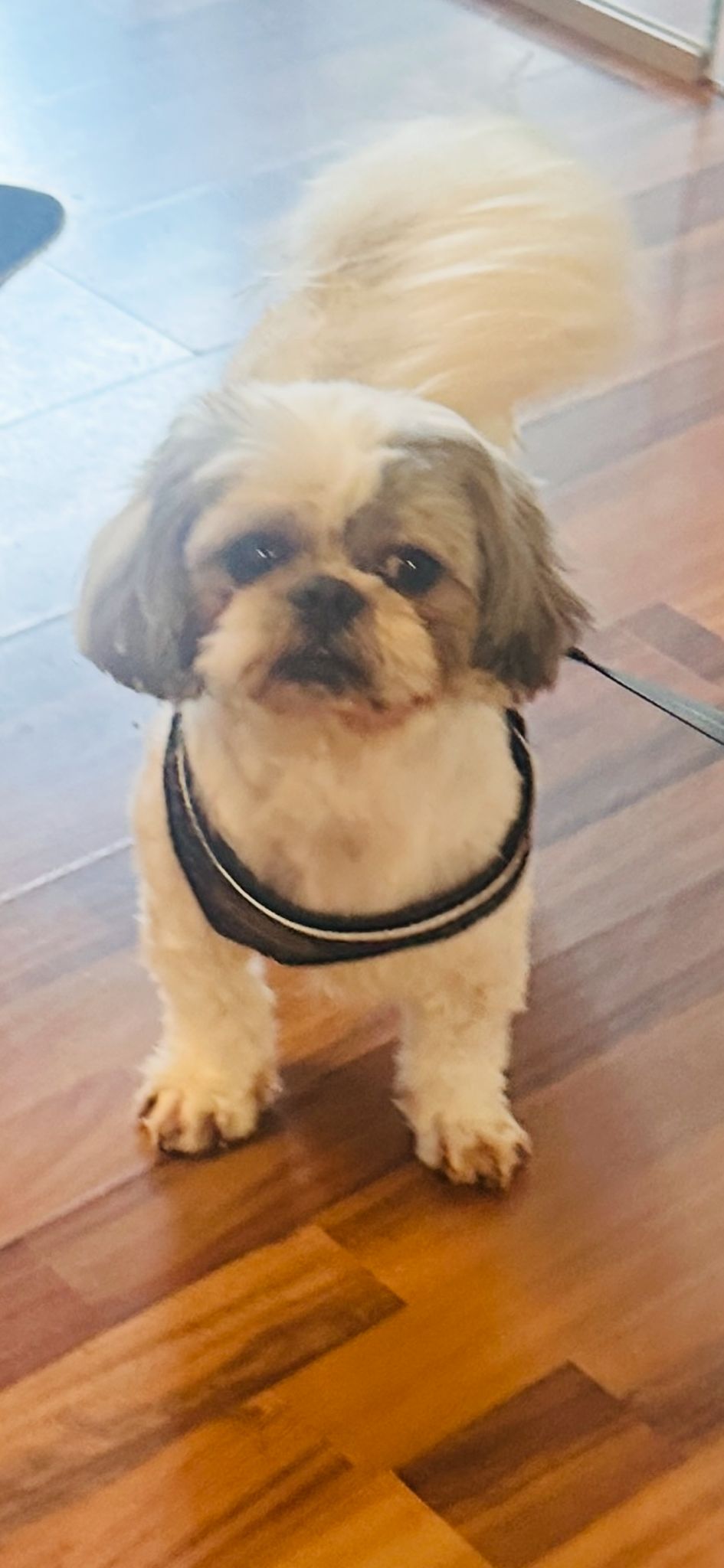 Carmen Mandujano – zertifizierte Hundefriseurin