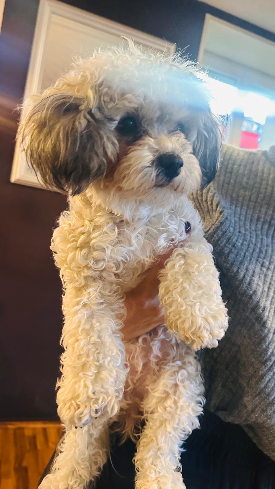 Carmen Mandujano – zertifizierte Hundefriseurin