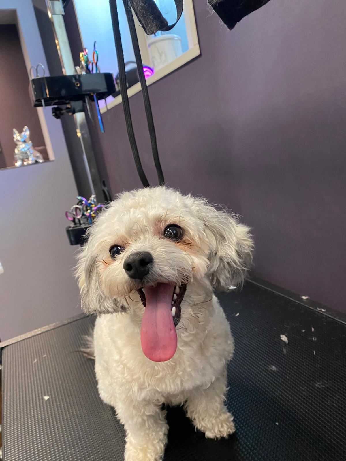 Carmen Mandujano – zertifizierte Hundefriseurin