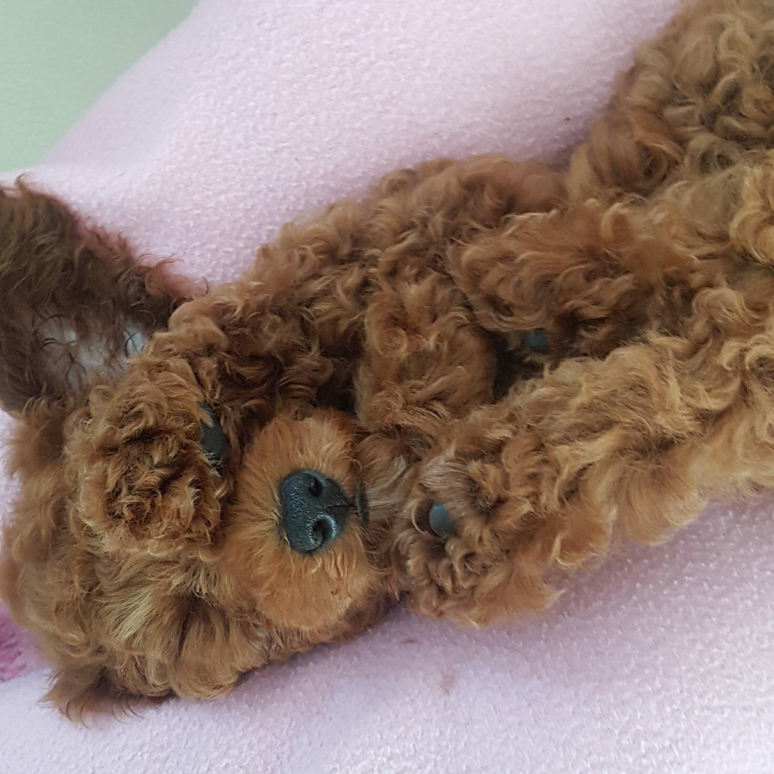Hunde coiffeur