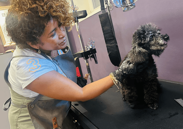 Galerie vom Hundecoiffeur Pepita