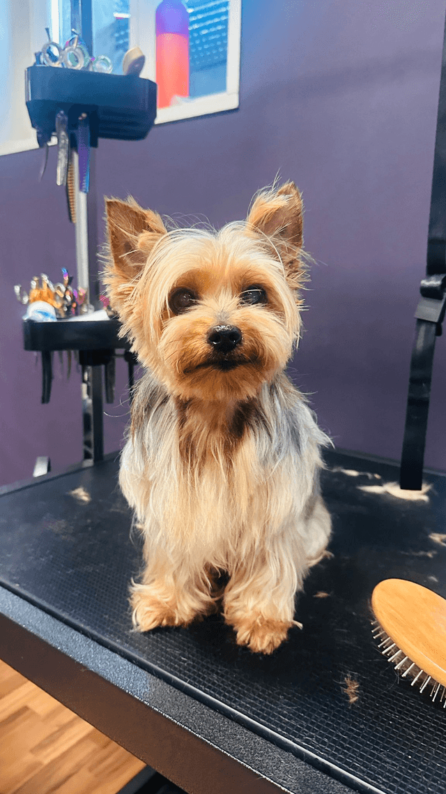 Galerie vom Hundecoiffeur Pepita