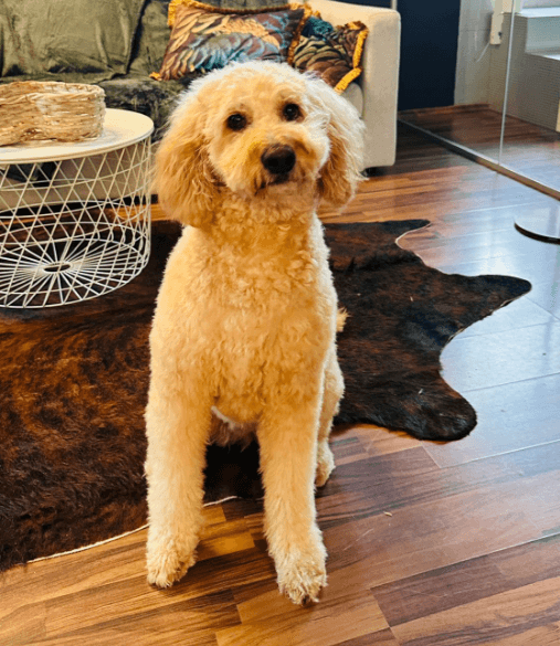 Galerie vom Hundecoiffeur Pepita