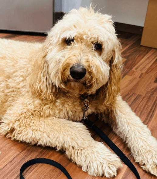 Galerie vom Hundecoiffeur Pepita