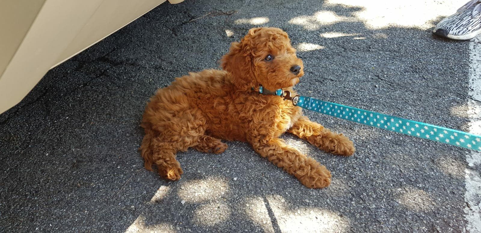 Hundefriseur schneidet Hund im Salon