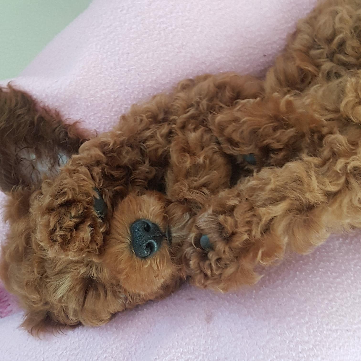 Hundecoiffeur Behandlung im Hundesalon Horgen