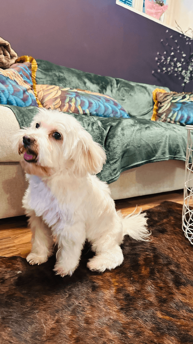 Galerie vom Hundecoiffeur Pepita